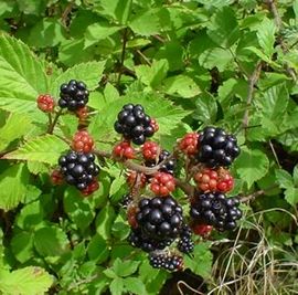Ecologisch Management Systeem | Blackberries 