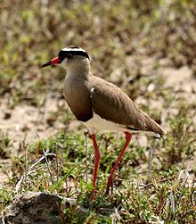 Ecologisch Management Systeem | Crowned Lapwing