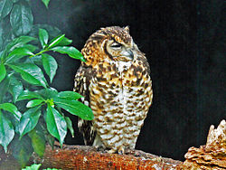 Ecologisch Management Systeem | Cape eagle-owl