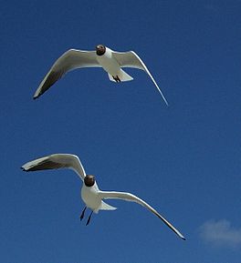 Ecologisch Management Systeem | Black-headed Gull