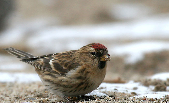 Ecologisch Management Systeem | Common Redpoll 
