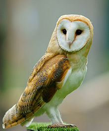 Ecologisch Management Systeem | Barn Owl