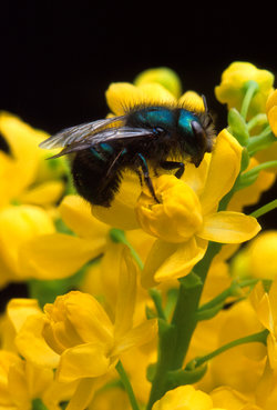 Ecologisch Management Systeem | Bees 