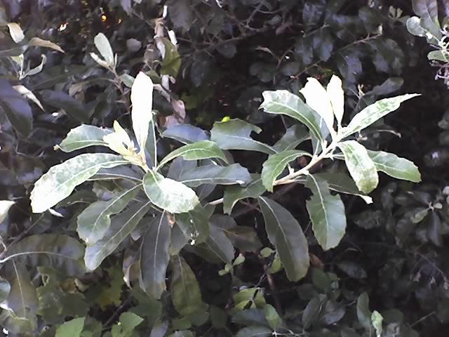 Ecologisch Management Systeem | Coastal Silver Oak