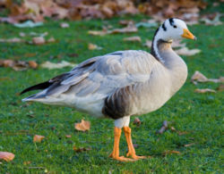 Ecologisch Management Systeem | Barheaded goose