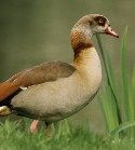 Ecologisch Management Systeem | Egyptian Goose