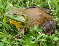 Ecologisch Management Systeem | American Bull Frog 