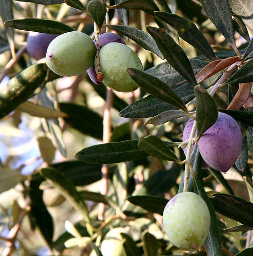 Ecologisch Management Systeem | Olive