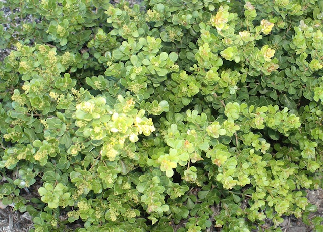 Ecologisch Management Systeem | Dune Crow-Berry