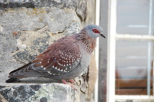 Ecologisch Management Systeem | Speckled Pigeon