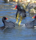 Ecologisch Management Systeem | Common Moorhen