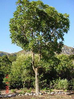 Ecologisch Management Systeem | Cape Ash