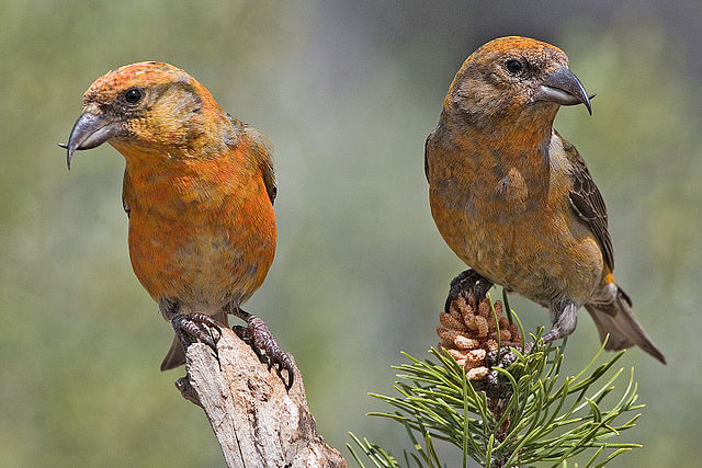 Ecologisch Management Systeem | Common Crossbill