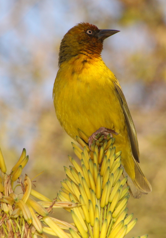 Ecologisch Management Systeem | Cape Weaver 