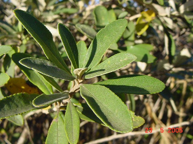 Ecologisch Management Systeem | Camphor Bush