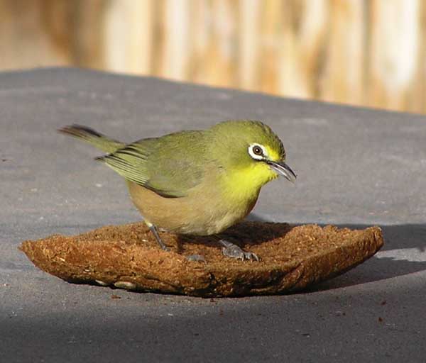 Ecologisch Management Systeem | Cape White-eye